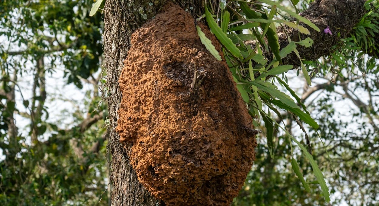 Formigueiro no alto de árvore? Veja um curioso exemplo em Foz do Iguaçu