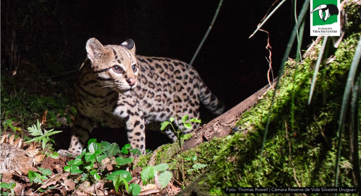 Jaguatirica mais velha do mundo vive no lado argentino da fronteira