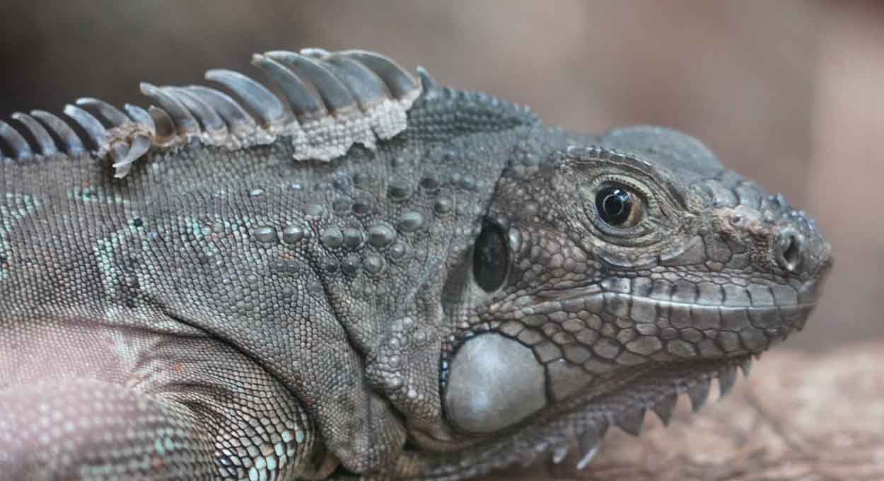 Parque das Aves promove campanha educativa sobre iguanas na segunda-feira (15)