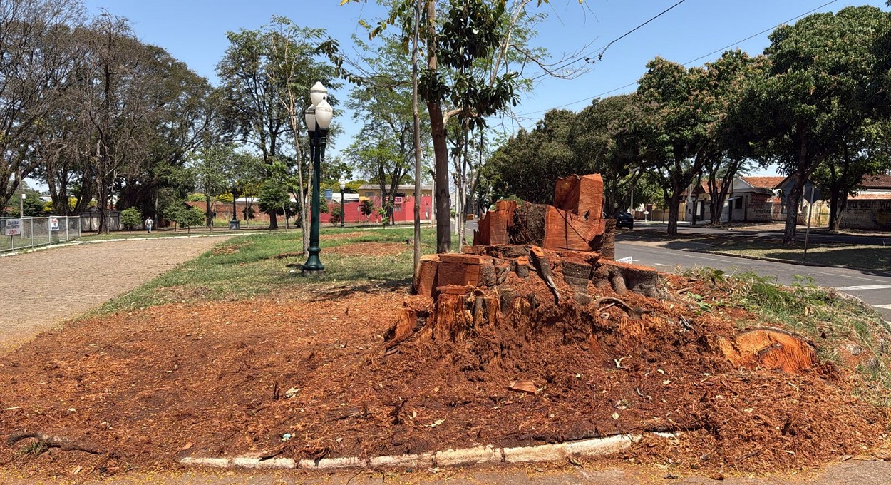 Todo mundo odeia as árvores