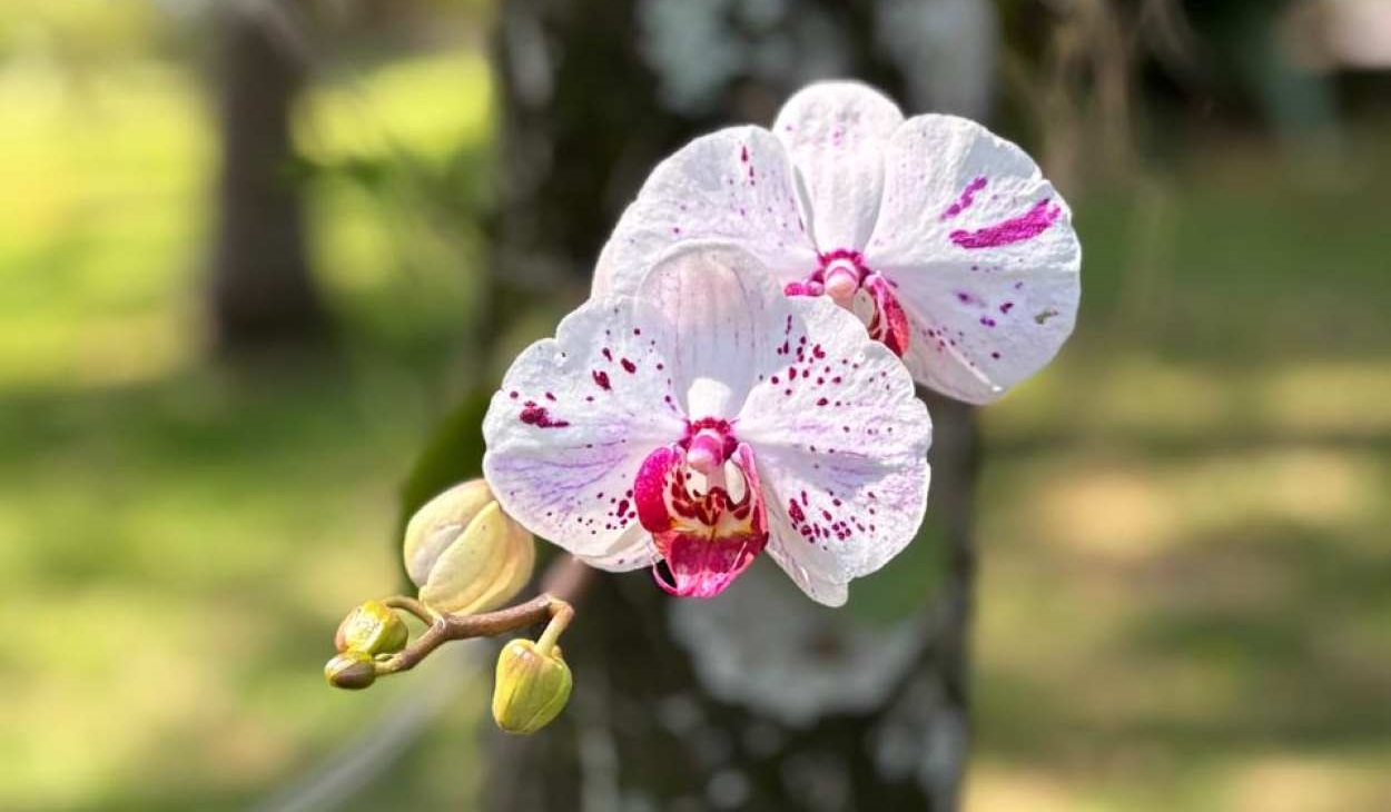 Temporada das orquídeas deixa rastro de delicadeza em Foz do Iguaçu