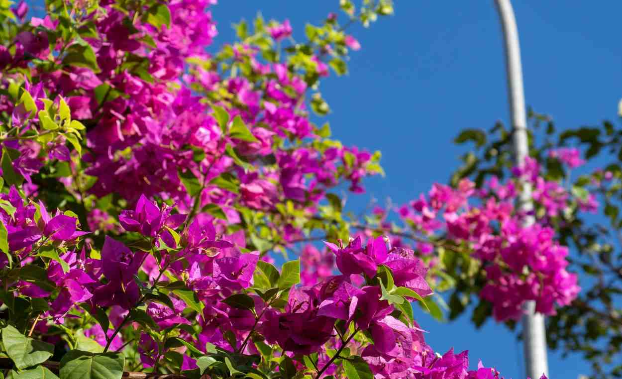 Primavera e alergias respiratórias: dicas para evitar crises