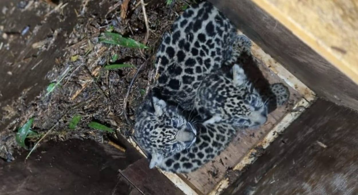 Argentina faz operação inédita para capturar onça-pintada e filhotes