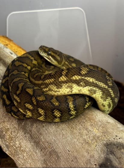 Uma das cobras apreendidas na Ponte da Amizade.