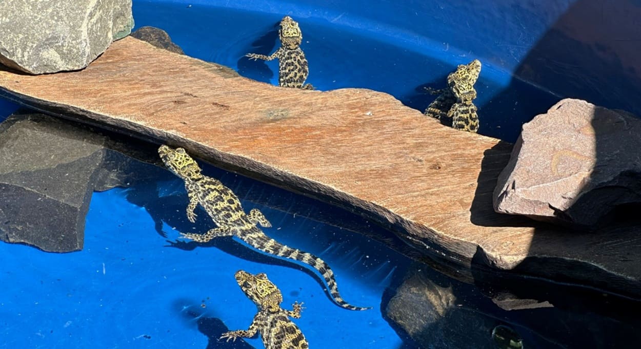 Saiba para onde foram os animais apreendidos na Ponte da Amizade