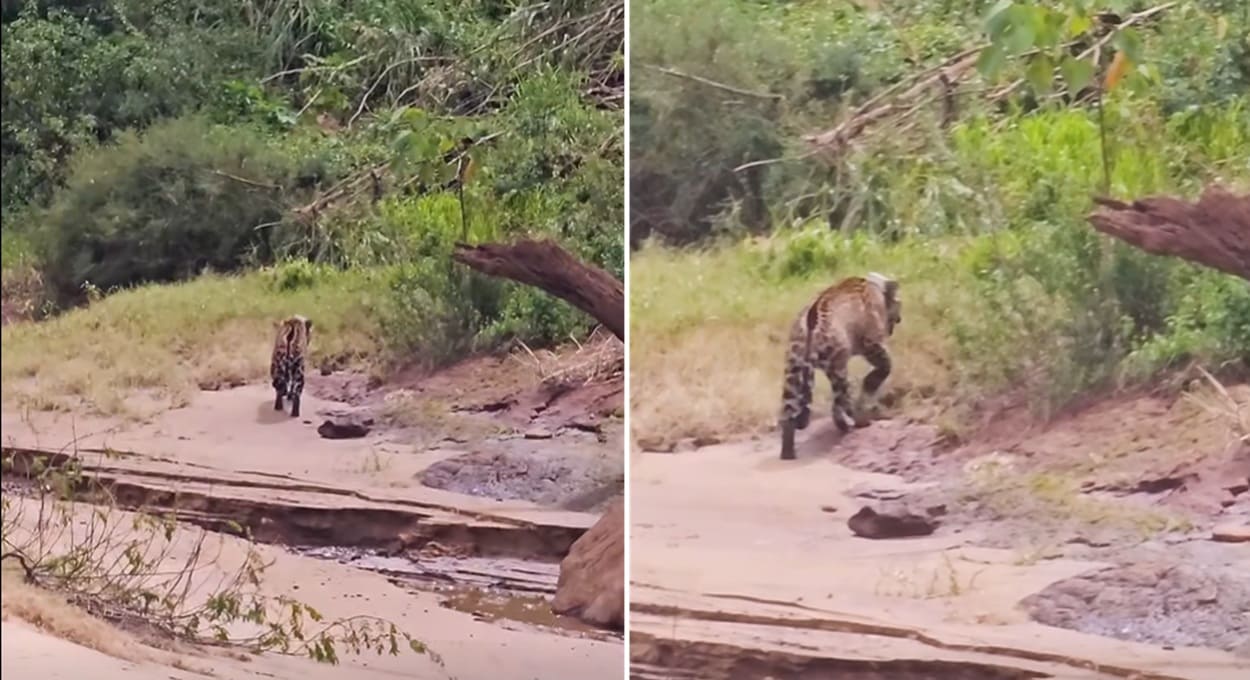 Onça-pintada aparece para turistas durante passeio de barco nas Cataratas