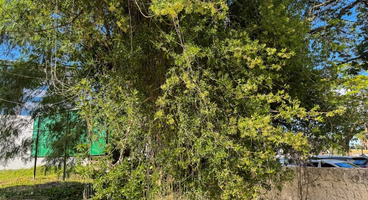 Conheça a guajuvira, a espetacular árvore das sementes voadoras