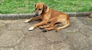 Antes dos assassinatos, serial killer brasileira matou animais também