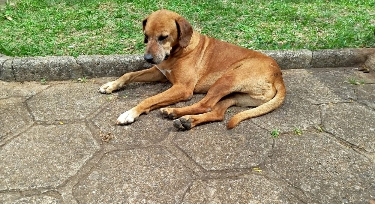 Antes dos assassinatos, serial killer brasileira matou animais também