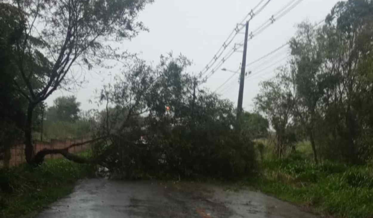 Temporal com vento de 54km/h provoca queda de 11 árvores e um poste em Foz