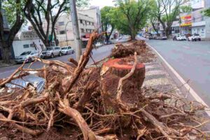 Secretarias ou serrarias de meio ambiente?