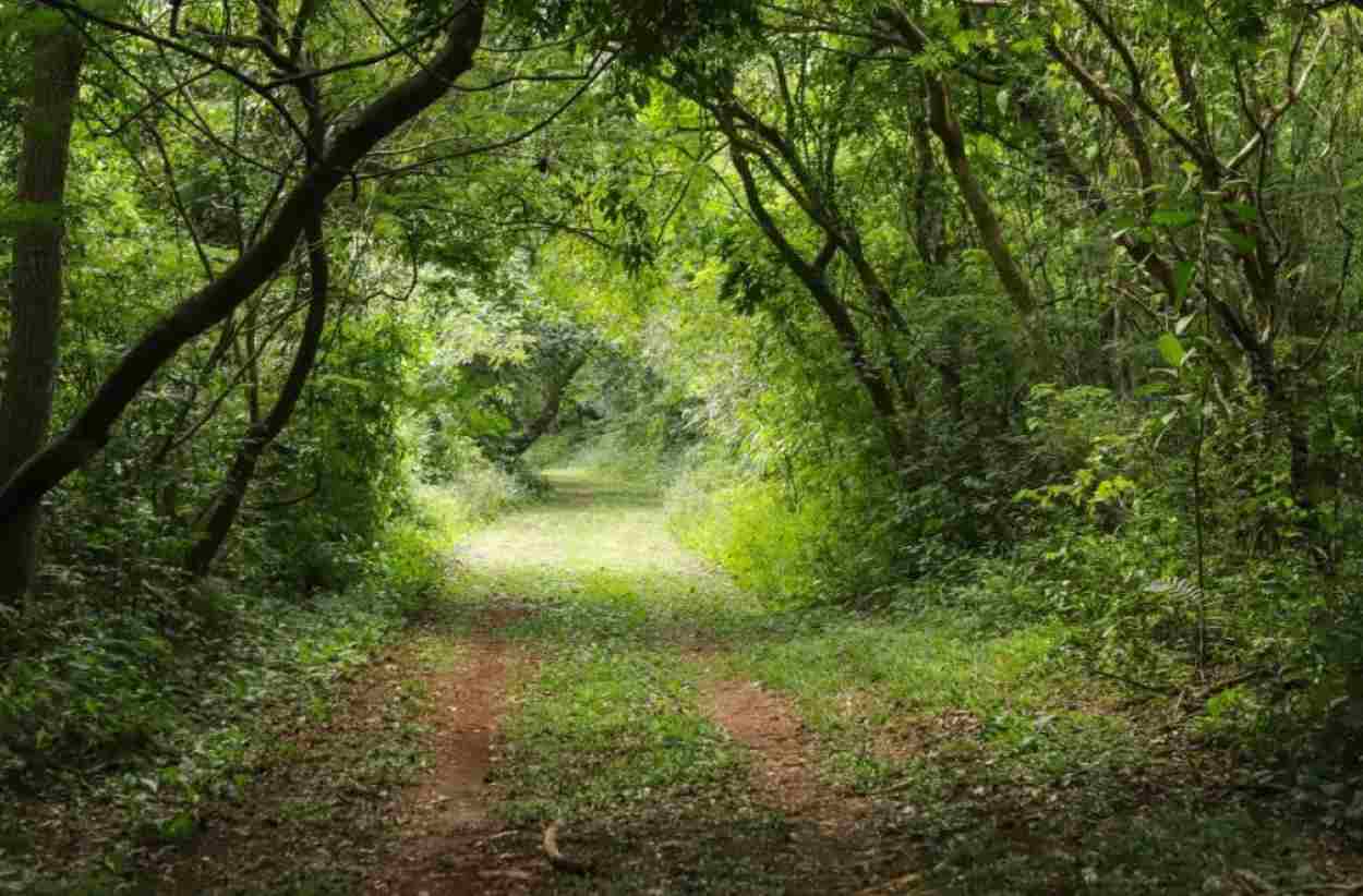 Caminhos do Peabiru: revelado o primeiro traçado da rota turística