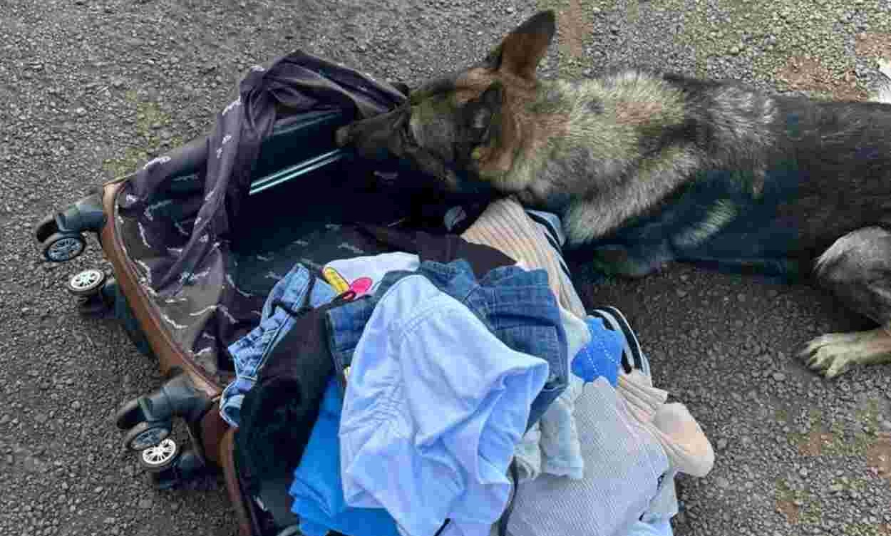 Cão farejador localiza haxixe em mala de mulher durante fiscalização na BR-277