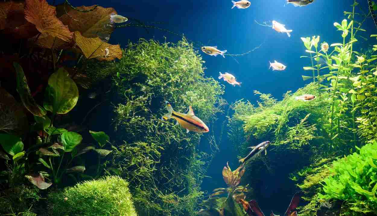 Novo aquário de Foz do Iguaçu abre 150 vagas de emprego