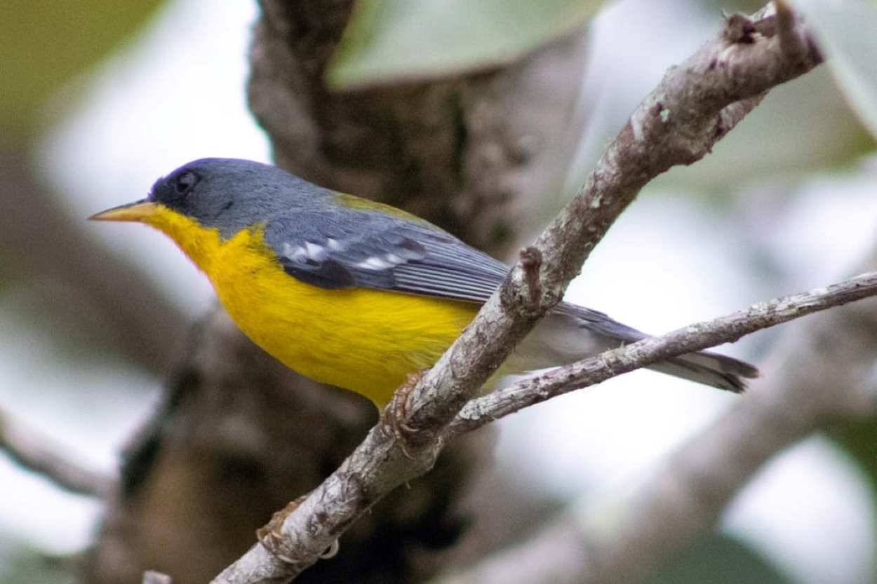 Passarinhar Paraná leva observadores para expedição em Foz