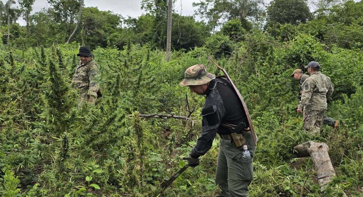 Operação Nova Aliança destrói quase mil toneladas de maconha no Paraguai