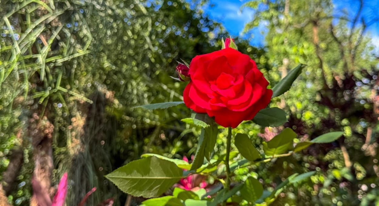 Saiba mais sobre a rosa vermelha, flor que simboliza o amor