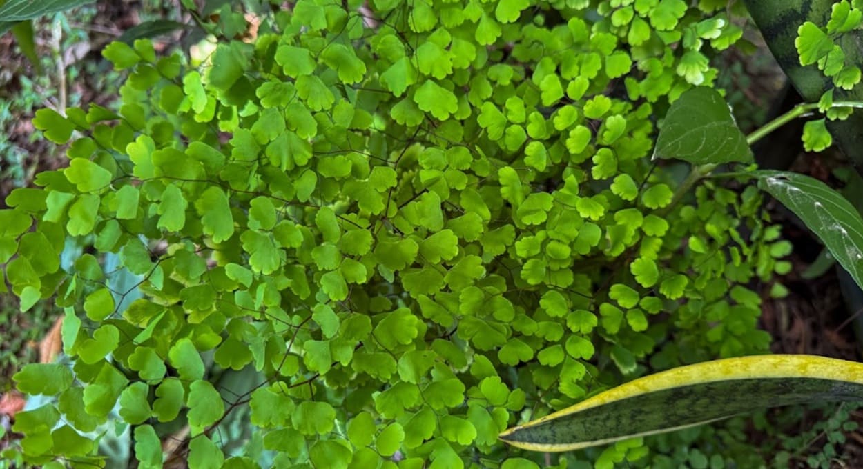 Um dedo de prosa sobre a avenca, planta decorativa e medicinal