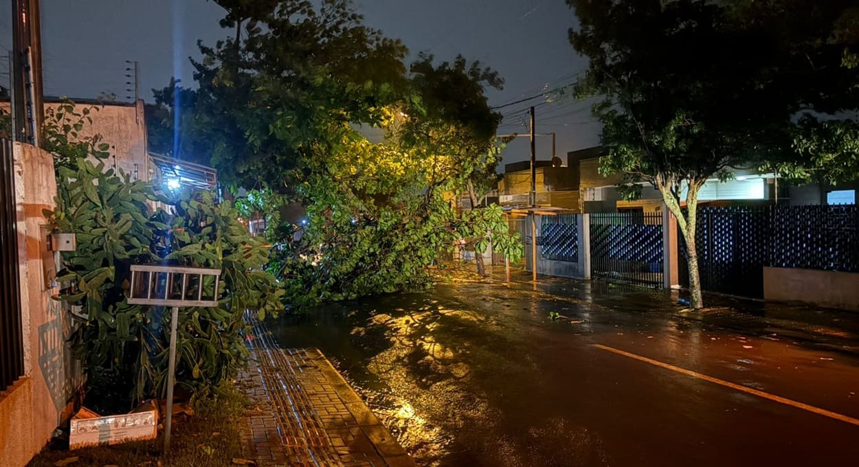 Temporal em Foz do Iguaçu derruba árvores na noite de domingo (16)