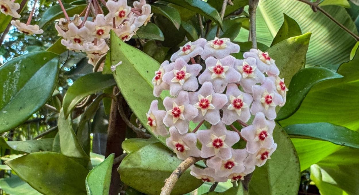 Do outro lado do mundo para Foz do Iguaçu: descubra a flor-de-cera