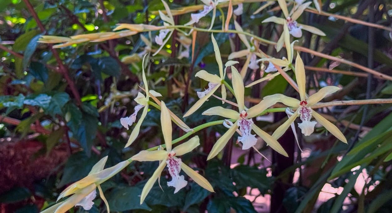 Veja as orquídeas do quintal da Dona Margarita em Foz do Iguaçu
