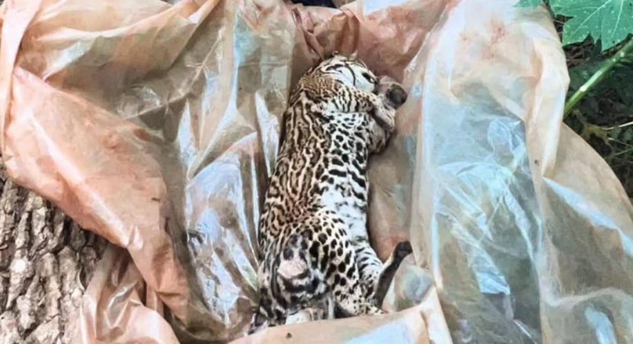 Argentina investiga atropelamento de jaguatirica em rodovia da fronteira