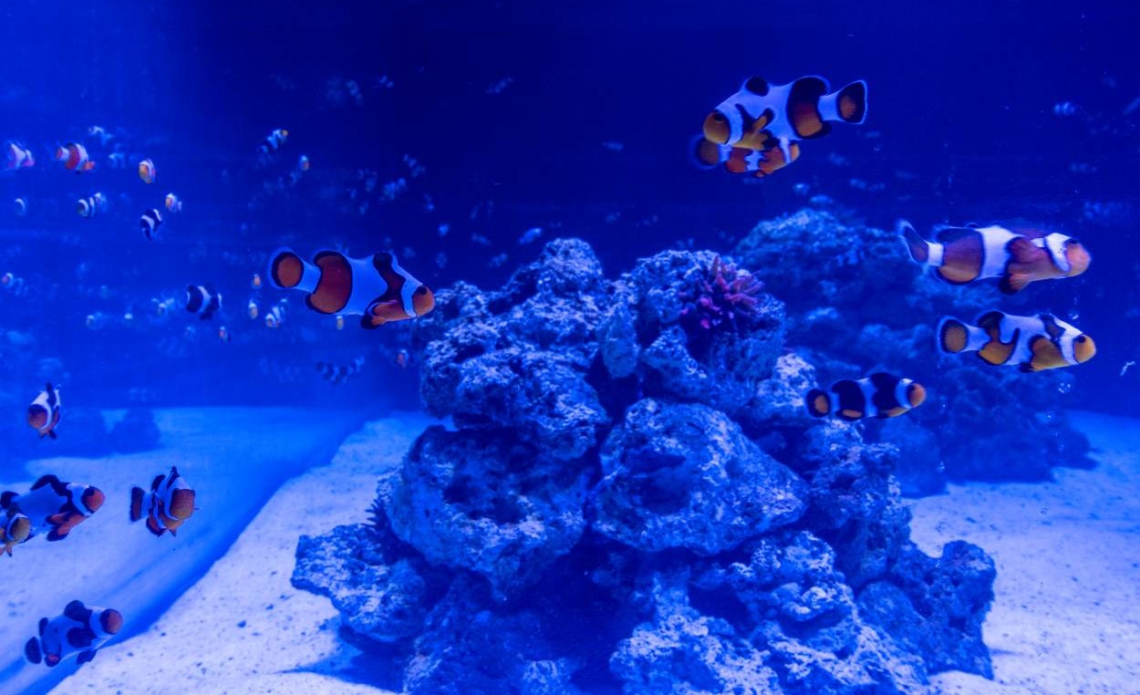 Com 3,3 bilhões de litros de água, AquaFoz abre as portas em Foz do Iguaçu