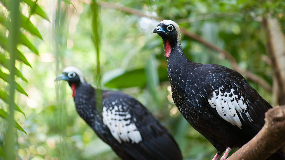 Jacutinga - Parque das Aves
