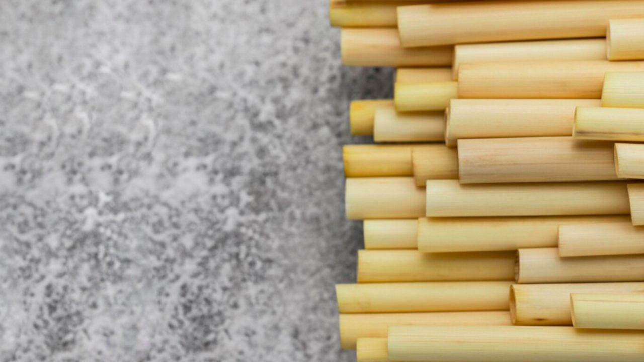 Bolsonaro: o palmito que virou mito