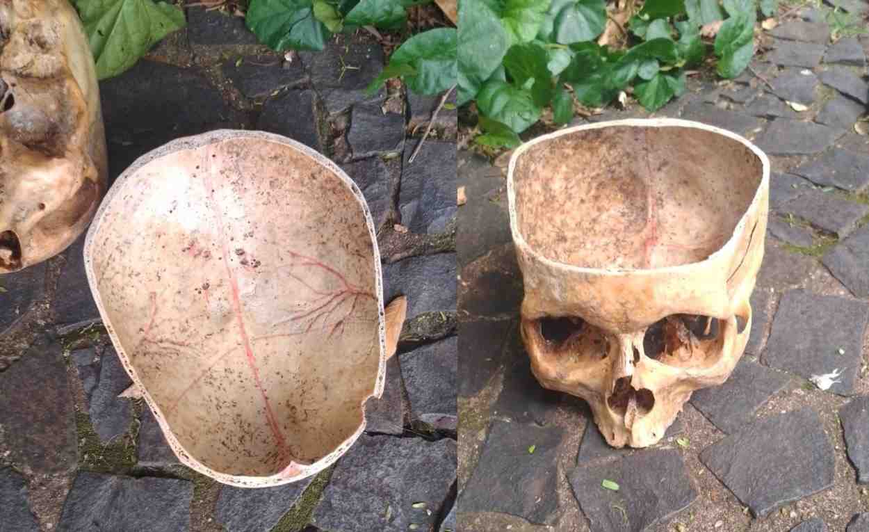 Guarda Municipal encontra crânio perto do Bosque Guarani