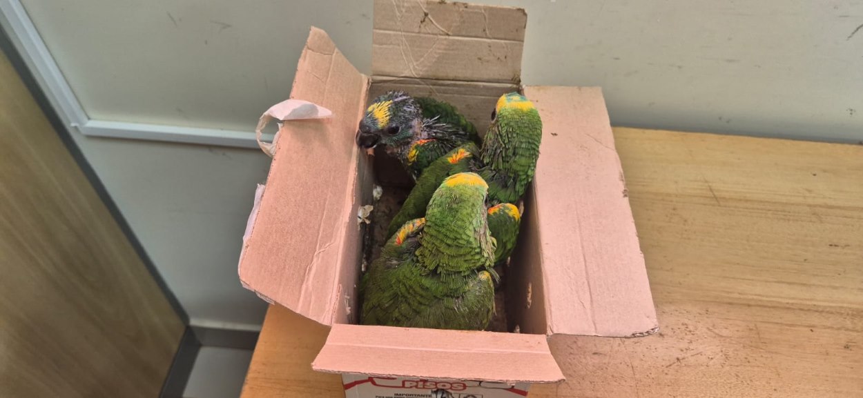 Papagaios-verdadeiros são resgatados pela Receita Federal na fronteira com o Paraguai