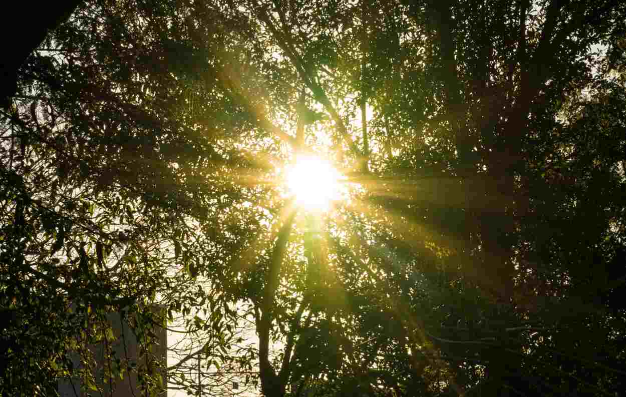 Sicoob na COP30: sustentabilidade e cidadania financeira