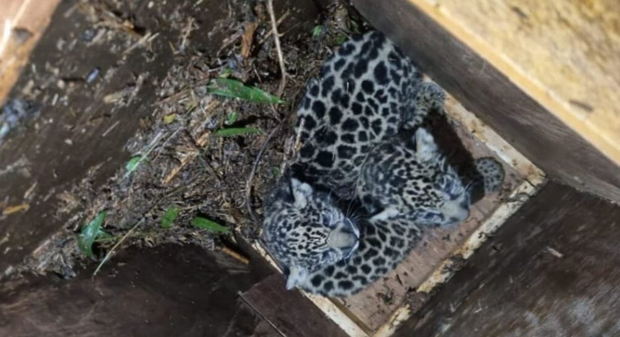 Argentina investiga “sumiço” de filhotes de onça-pintada na fronteira