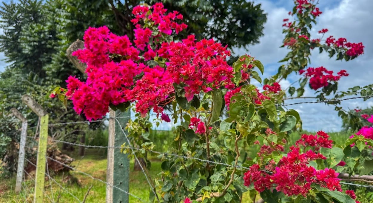 Conheça uma polivalente e colorida flor chamada primavera