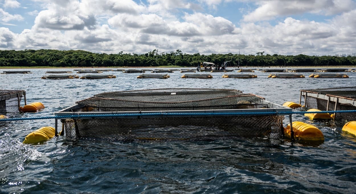 Paraguai regulamenta criação de tilápia em tanques-rede no lago de Itaipu