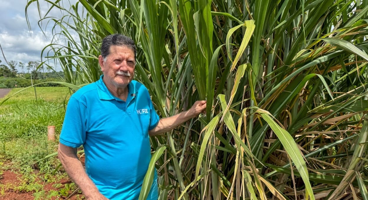 Da cana ao caldo: veja curiosidades da planta que adoça a vida