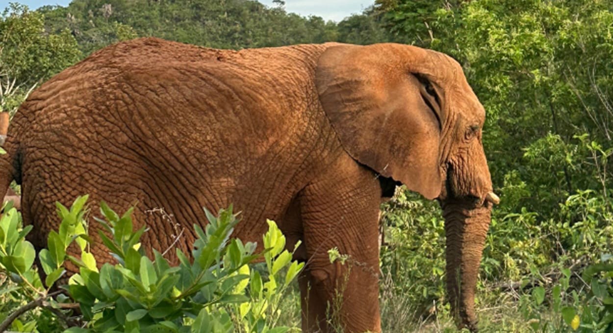 Elefanta que atravessou a fronteira morre em santuário de animais