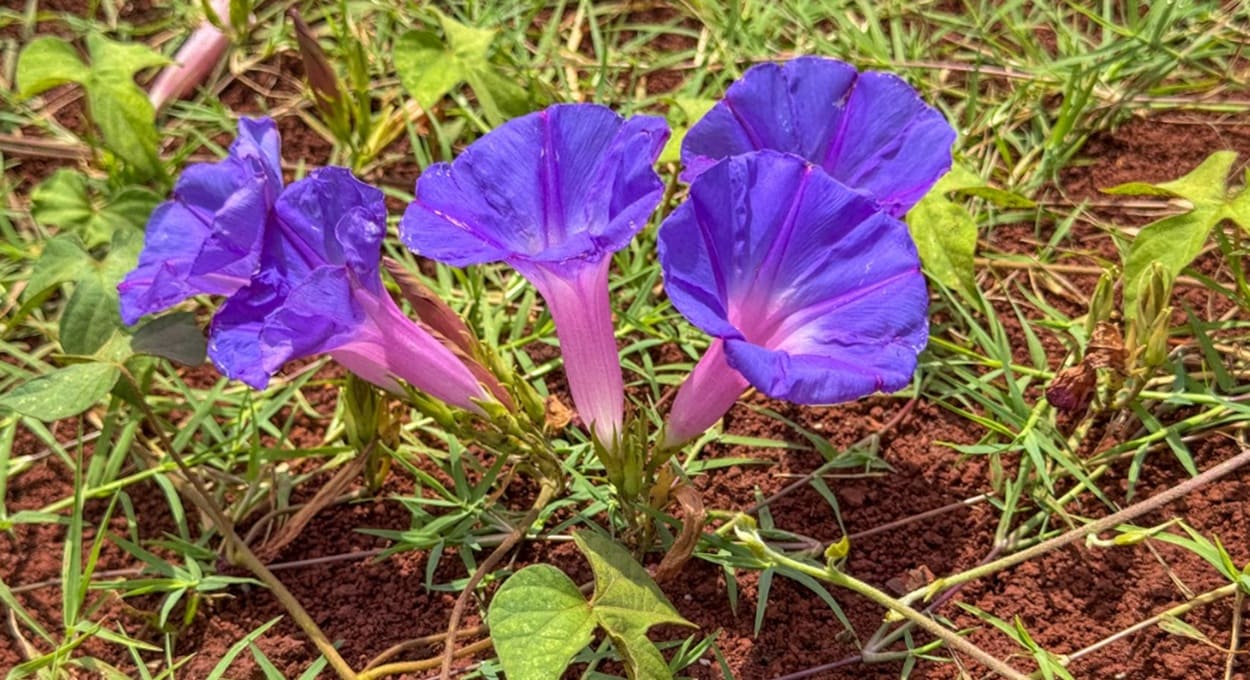 Saiba mais sobre a glória-da-manhã, flor que embeleza os jardins