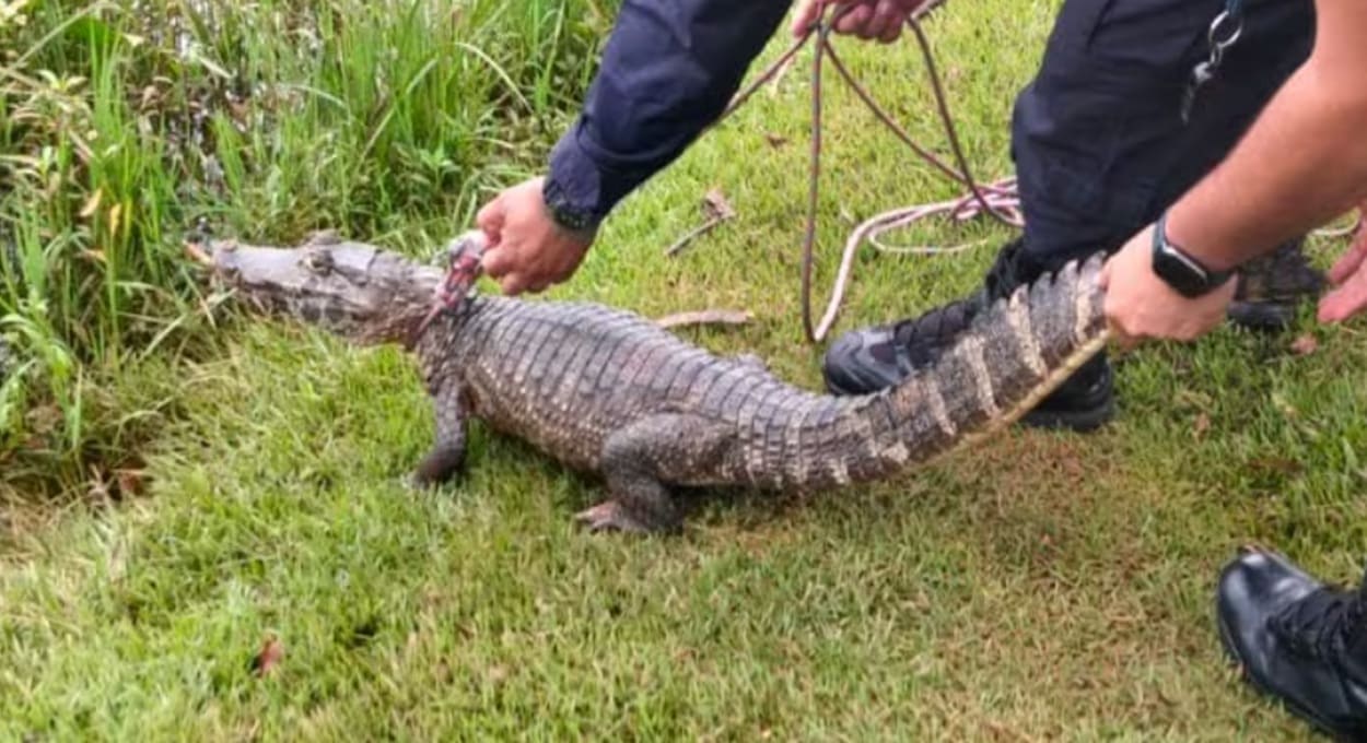 Moradores capturam jacaré passeando pelas ruas no Paraguai