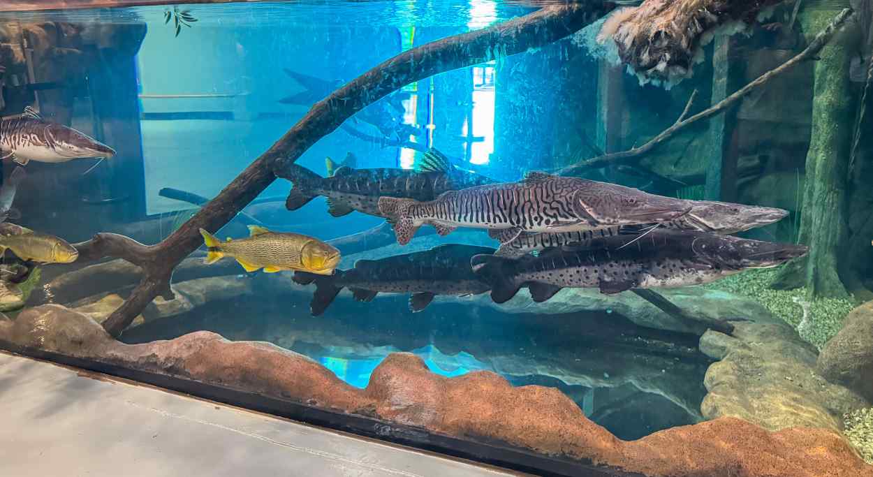 É férias! Descubra Foz do Iguaçu com a MMC Turismo