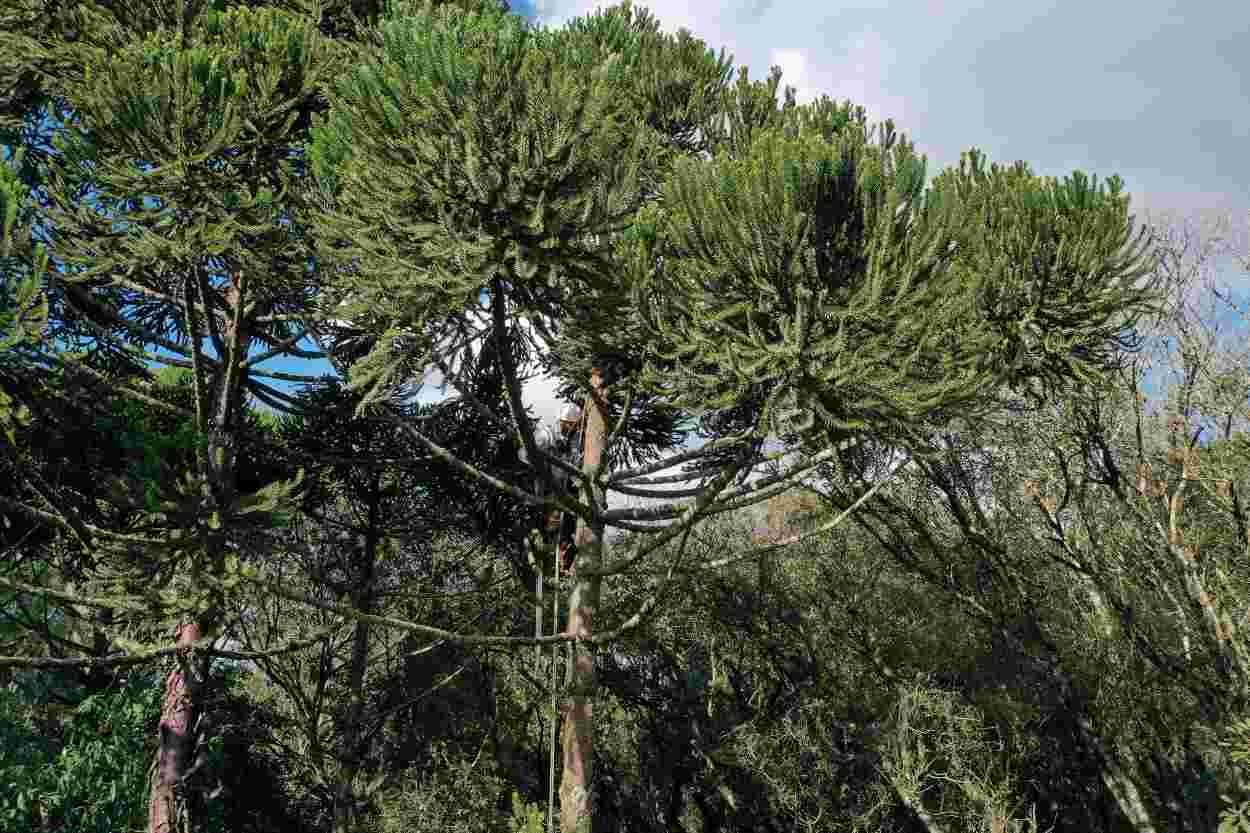 Erva-mate sombreada: projeto reconhece cultivo como patrimônio cultural