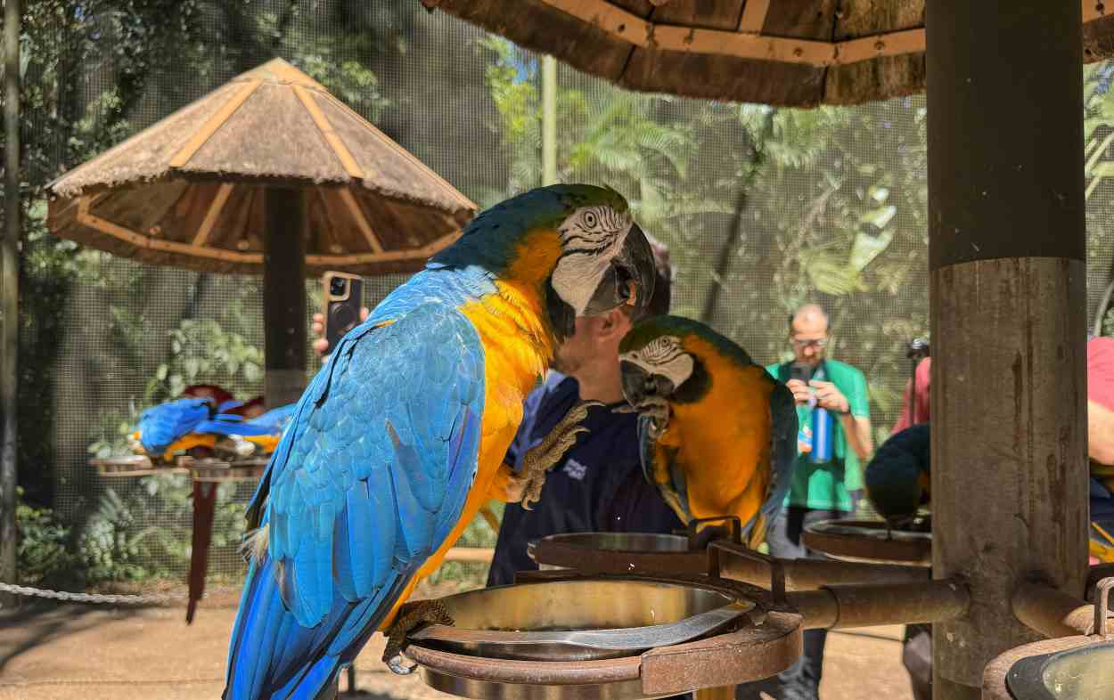 Experiência aprofunda visita ao Parque das Aves: descubra com a Let’s Go