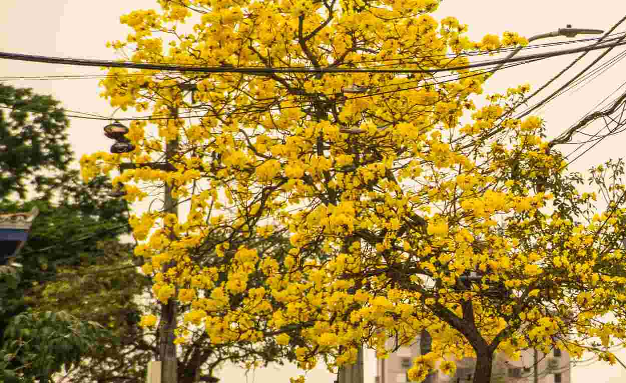 Avenida em Foz do Iguaçu recebe 100 pés de ipê
