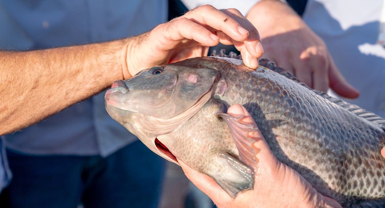 Paraguai sanciona lei que autoriza produção de tilápia no lago de Itaipu