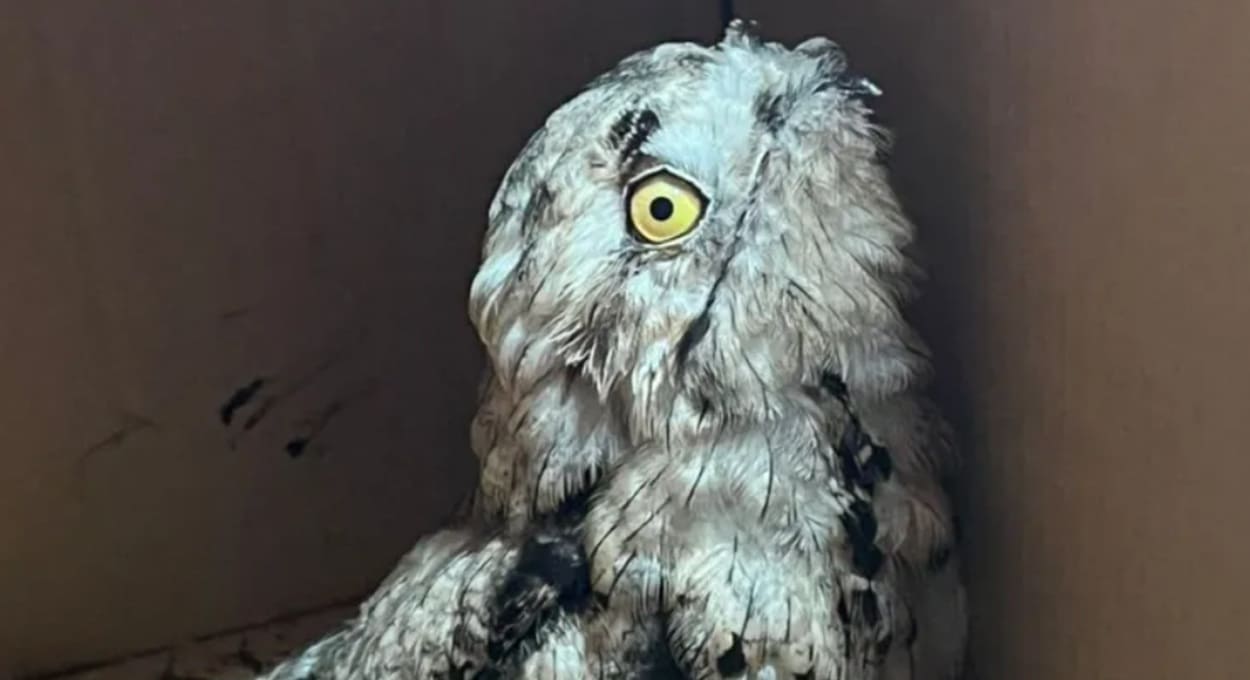 Argentina resgata filhote de urutau na área central de Puerto Iguazú