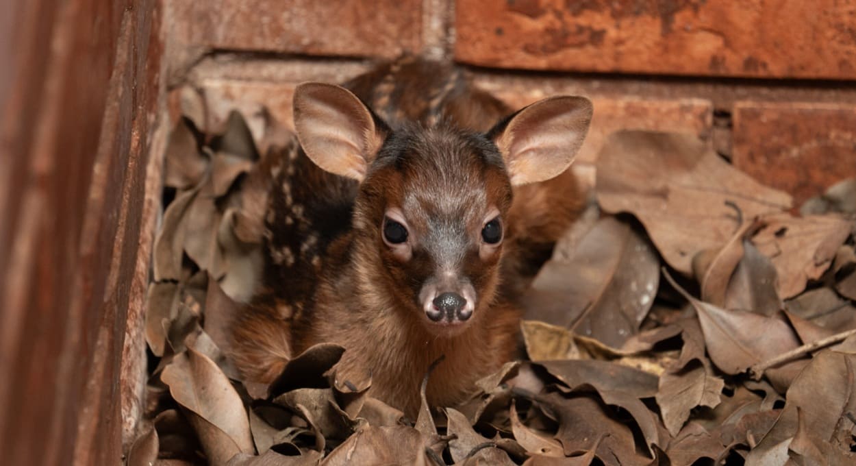 Itaipu Binacional: saiba mais sobre o programa de reprodução de espécies