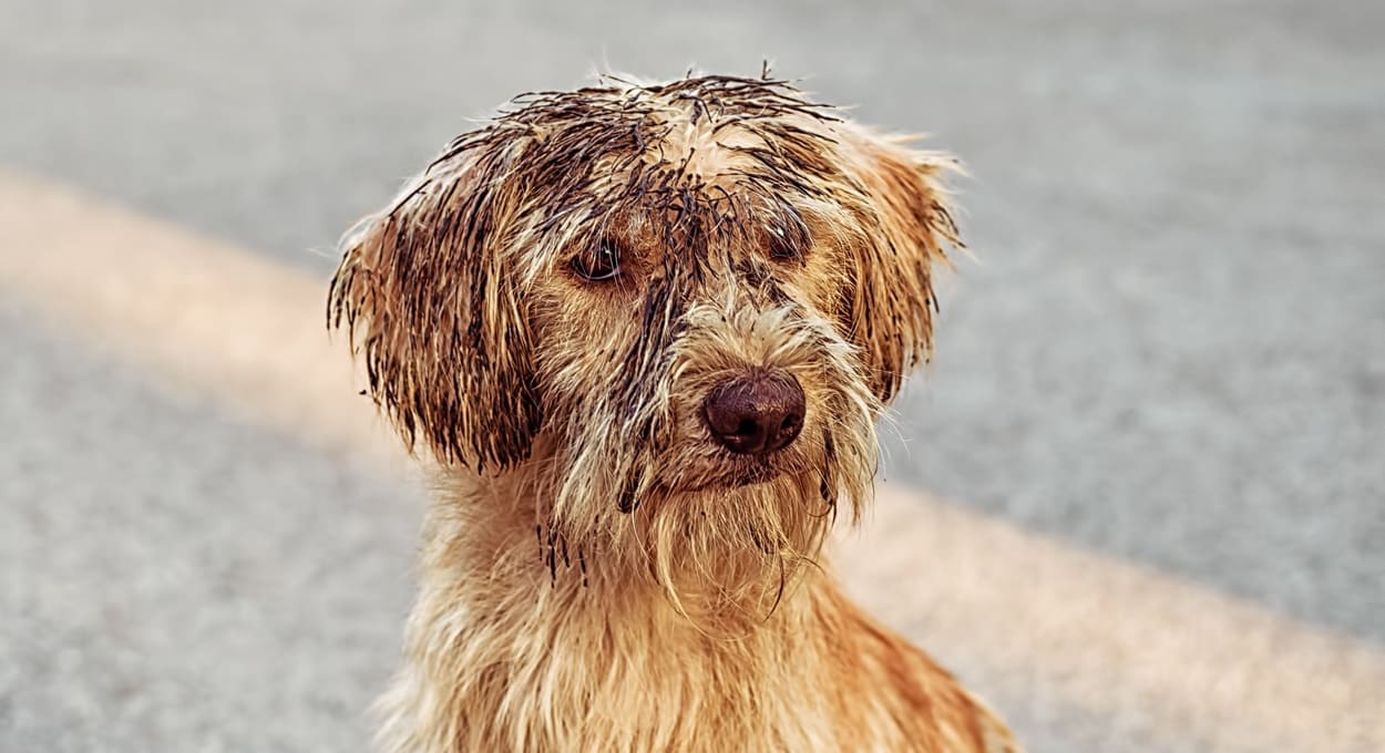 Lei no Paraguai reconhece animais como seres sencientes