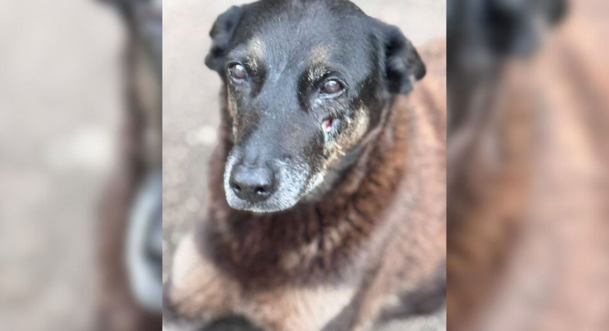 Violência com cão Orelha é sinal de psicopatia