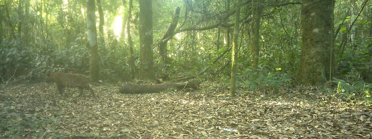 Onça Janaína ganha dois filhotes no Parque Nacional do Iguaçu