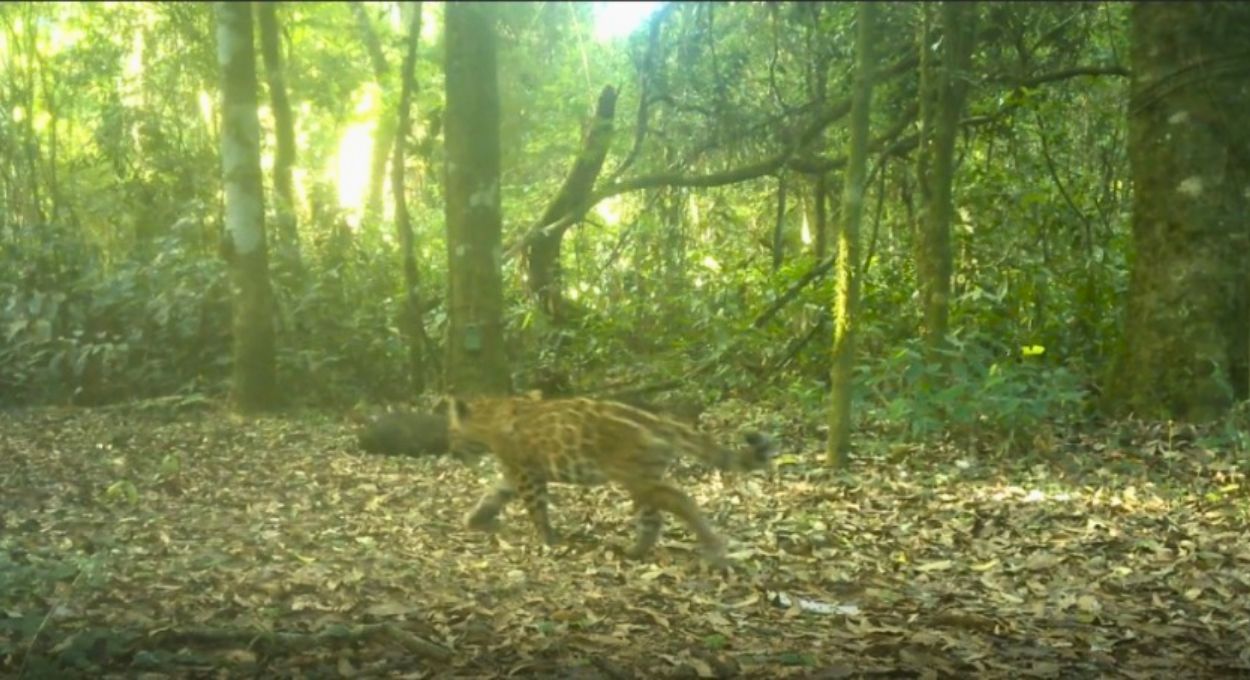Onça Janaína ganha dois filhotes no Parque Nacional do Iguaçu